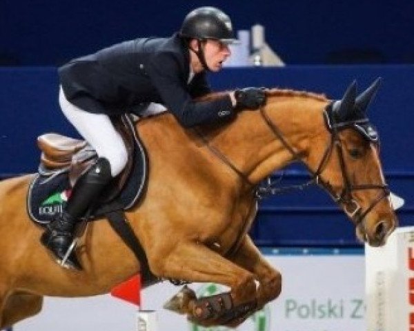 jumper Axana vd Herkkant Z (Zangersheide riding horse, 2008, from Accardi)