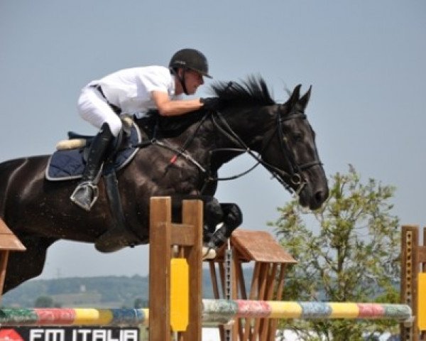 jumper Capriati (Belgian Warmblood, 2002, from Kannan)
