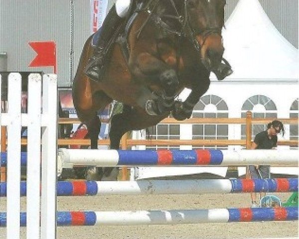 broodmare What a Dream (Belgian Warmblood, 1999, from Darco)