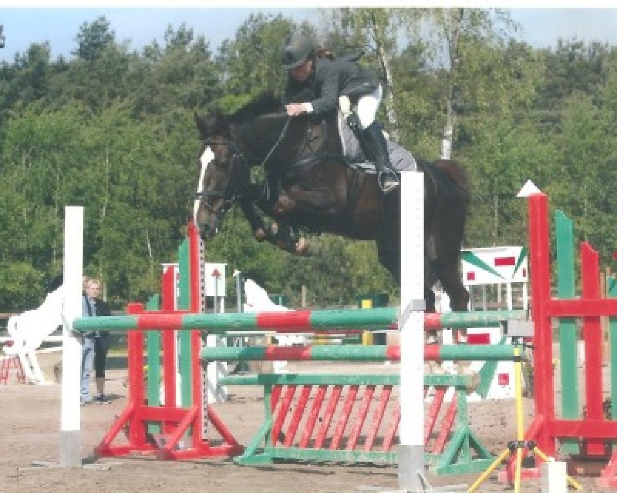 broodmare Vitchelli (Belgian Warmblood, 1998, from Darco)