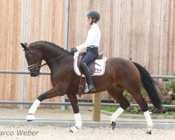 broodmare Royal Princess 32 (Oldenburg, 2007, from Fidertanz)