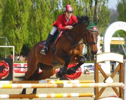 jumper Checkpoint ONE (Austrian Warmblood, 2007, from Caretello B)