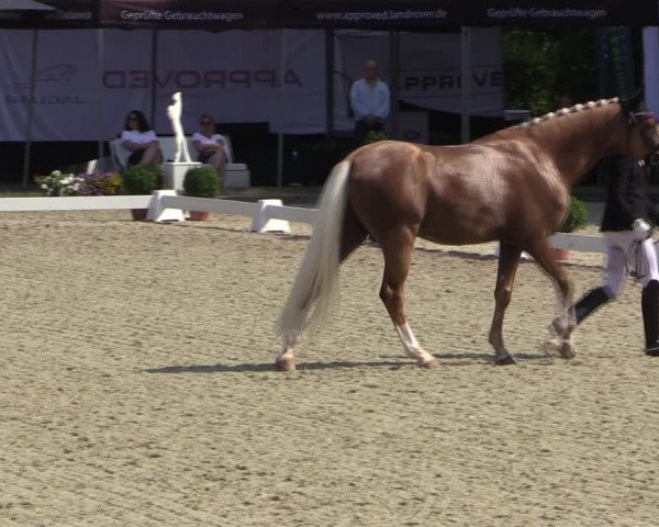 Reitturnier Münster-Handorf 2019