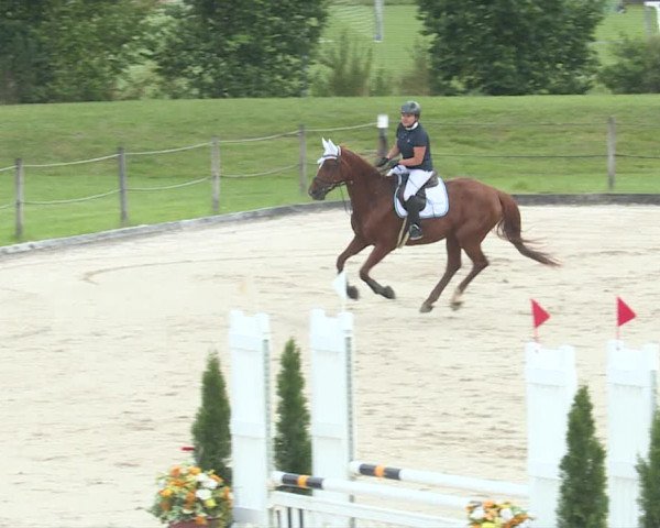 Reitturnier Turbenthal 2019