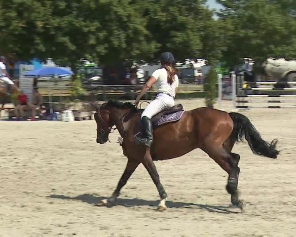 Reitturnier Rot am See- Musdorf 2019