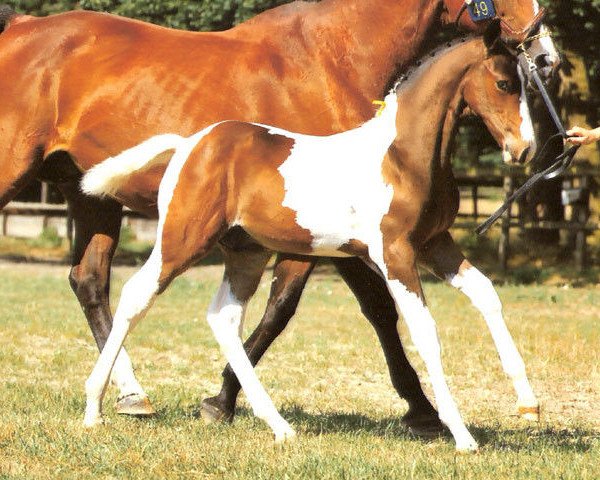 Deckhengst Chapeau van Overis Z (Zangersheide Reitpferd, 2010, von Casper van Erpekom Z)