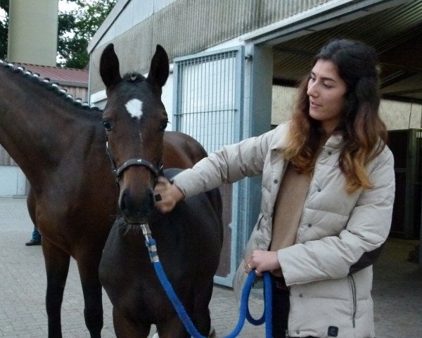 dressage horse Loudzi Gold (Hanoverian, 2016, from Livaldon)