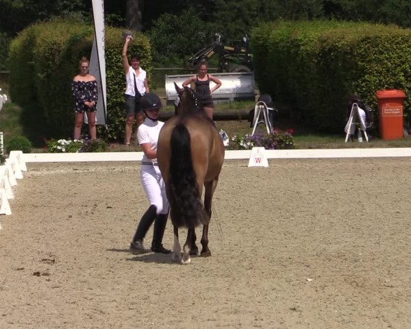 Reitturnier Münster-Handorf 2019