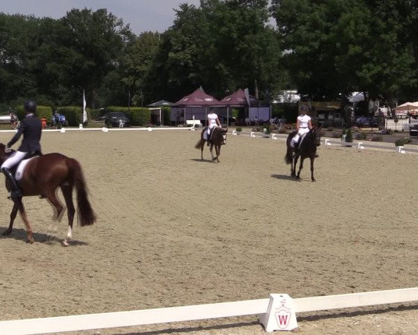 Reitturnier Münster-Handorf 2019