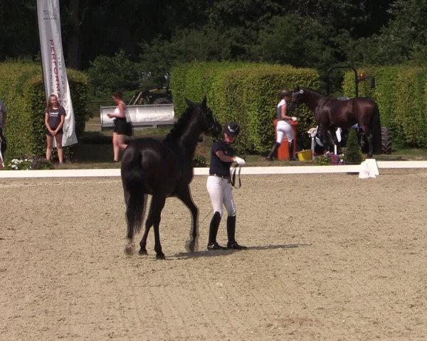 Reitturnier Münster-Handorf 2019