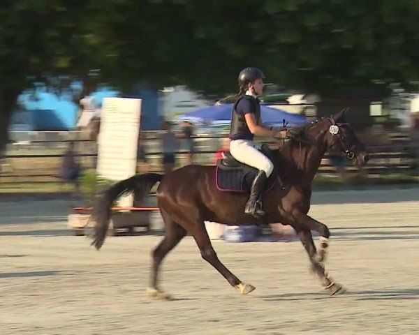 Reitturnier Rot am See- Musdorf 2019