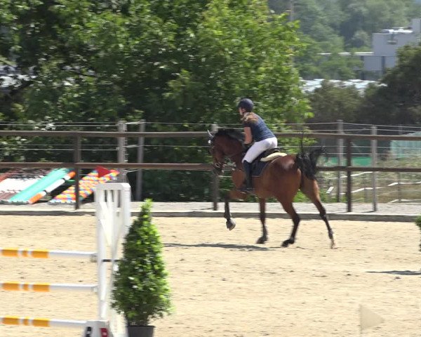 Reitturnier Bättwil 2019