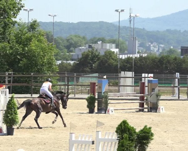Reitturnier Bättwil 2019