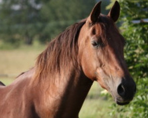 broodmare Princess Vesta (Welsh-Cob (Sek. D), 1996, from Randeck Tristan)