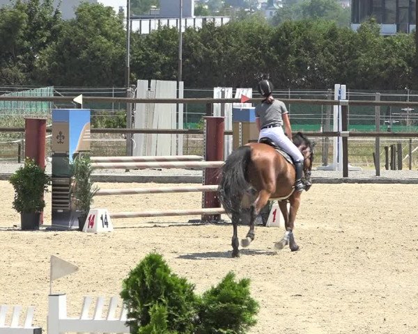 Reitturnier Bättwil 2019
