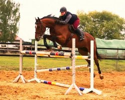 broodmare La Vie 53 (Oldenburg show jumper, 2011, from Last Man Standing)