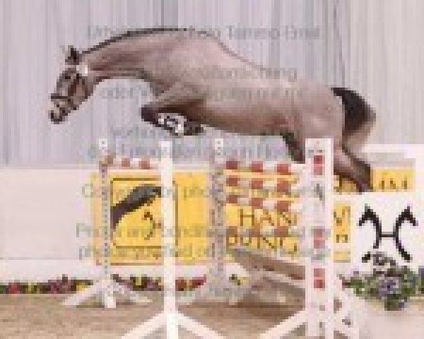 jumper Cassta (Hanoverian, 2008, from Cassus 2)