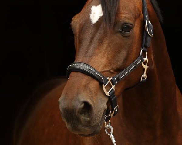 jumper TS First Ramino (Oldenburg, 2007, from First Final)