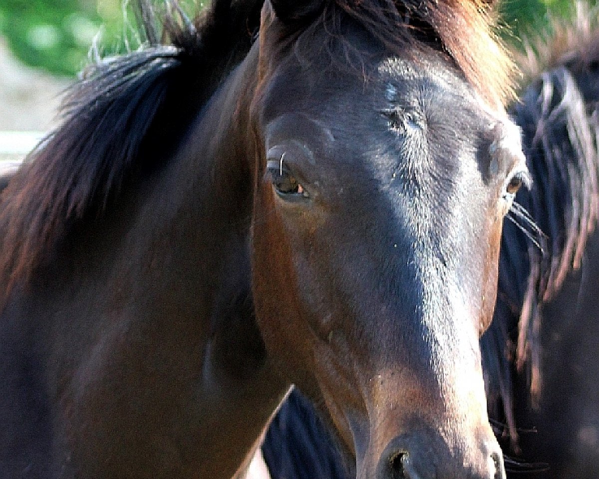horse SWAROVSKI Junior (Oldenburg, 2015, from Swarovski)