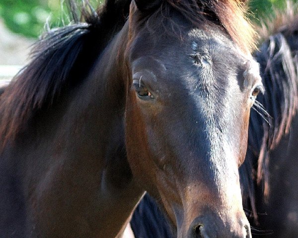 horse SWAROVSKI Junior (Oldenburg, 2015, from Swarovski)