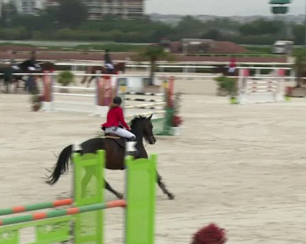 Springpferd Uta Delorme (Selle Français, 2008, von Diamant de Semilly)