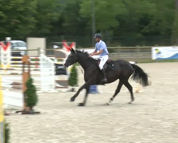 jumper Kandy de Messitert (Belgian Warmblood, 2010, from Warkant van het Gestelhof)