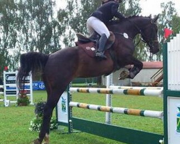 jumper Twinga (KWPN (Royal Dutch Sporthorse), 2000, from Landeur)