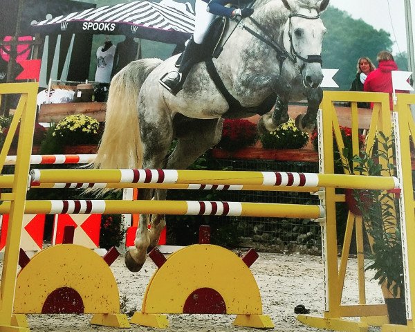 jumper Cornados 3 (Westphalian, 2008, from Cornado NRW)