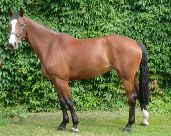 Springpferd Nikara 3 (Deutsches Sportpferd, 2008, von Nekton)