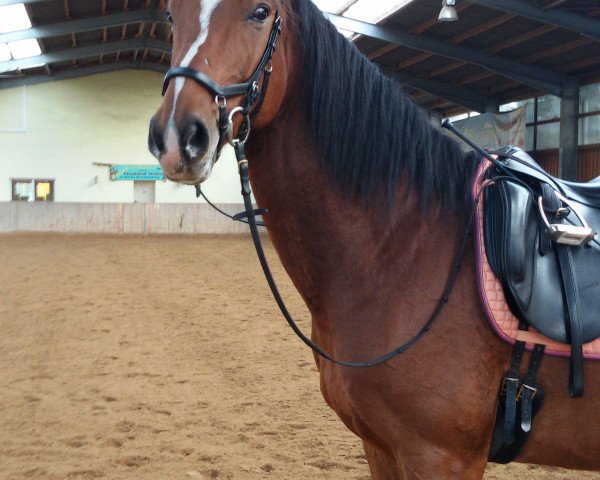 Dressurpferd Prinz Houdini (Deutsches Reitpferd, 2009, von Prinzregent)