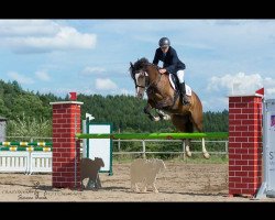 jumper Mogli (German Riding Pony, 2009, from Messino)
