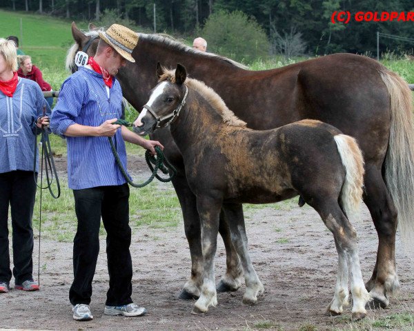 stallion Remus (Black Forest Horse, 2016, from Roter Milan)