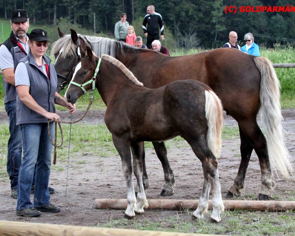 horse Rico (Black Forest Horse, 2016, from Roter Milan)