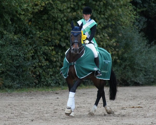 Dressurpferd Fulminant 13 (Westfale, 2003, von Fürst Piccolo)