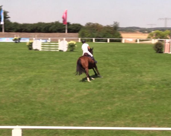 Reitturnier Baschütz bei Bautzen 2019