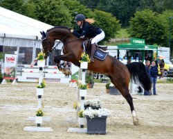 broodmare Lara 531 (Westphalian, 2008, from Lissabon 29)