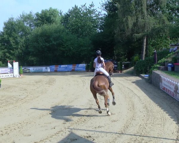 Reitturnier Püttlingen 2019