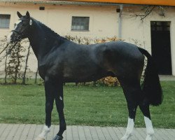 jumper Qualtinger (German Sport Horse, 2008, from Quaterback)