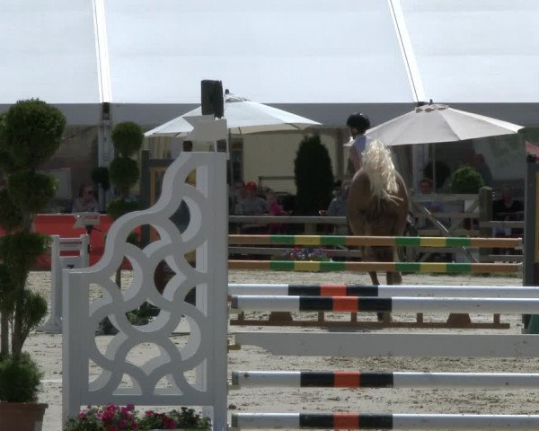 Reitturnier Münster-Handorf 2019