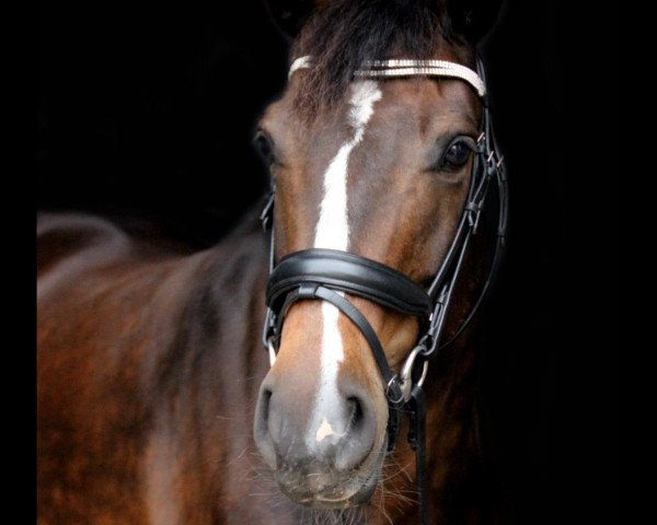 horse Miss Macy (Swedish Riding Pony, 2006, from Master 129 FIN)