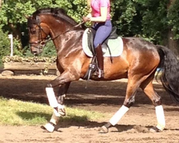dressage horse Schneefuerst (Trakehner, 2012, from Elfado)