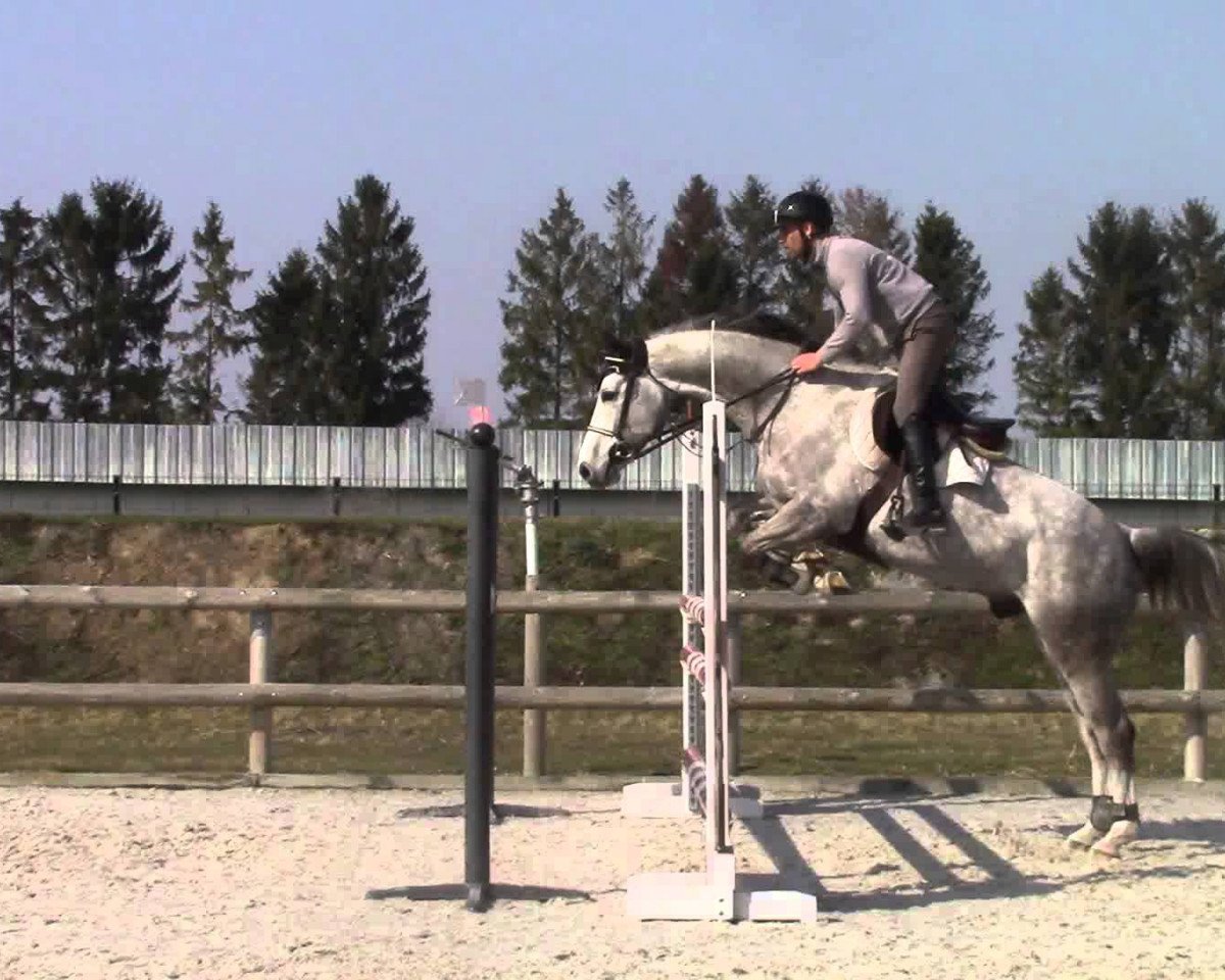 Cavallo da salto Charly de Lagnival (Cavallo sportivo belga, 2008, di Ugano Sitte)