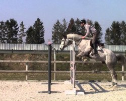 jumper Charly de Lagnival (Belgium Sporthorse, 2008, from Ugano Sitte)