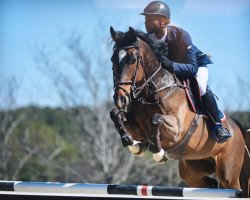 broodmare Godiva vd Gulden Z (Zangersheide riding horse, 2007, from Griseldi)