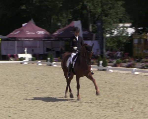 Reitturnier Münster-Handorf 2019