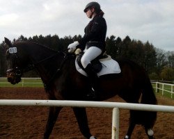 Springpferd Herzdame 44 (Trakehner, 2005, von Esteban xx)
