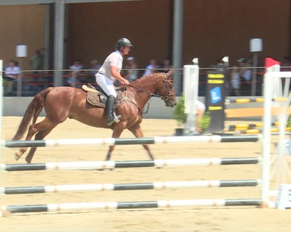 Reitturnier Schwyz 2019