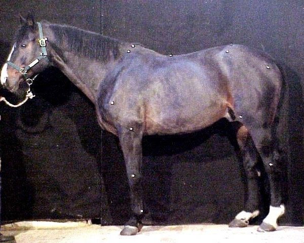 stallion Tandem de Mai (Selle Français, 1985, from Natif de Corday)