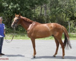 horse Punch de L'Esques (Anglo-Arabs, 2003, from Hermes d'Authieux AA)