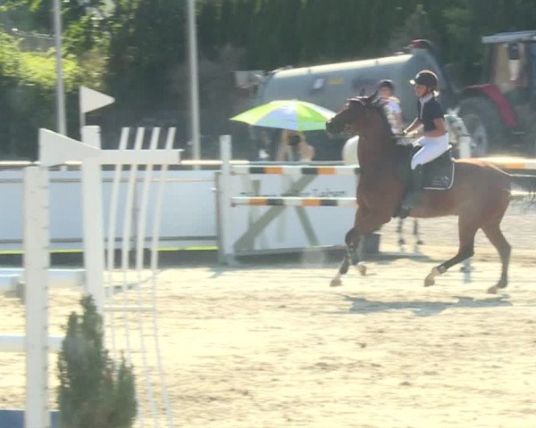 Reitturnier Schwyz 2019